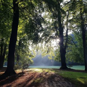 lichting woud met zon